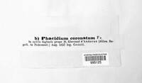 Phacidium coronatum image